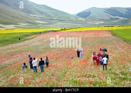 Il prato fiorito, pianoforte Grande, Monti Sibillini Nationalpark vicino a Castelluccio, Umbria, Italia Foto Stock