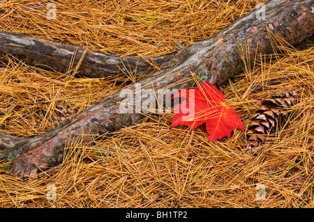 Caduto l'autunno Acero Rosso (Acer rubrum), a foglia con il bianco di aghi di pino e radice di cono, Killarney, Ontario, Foto Stock