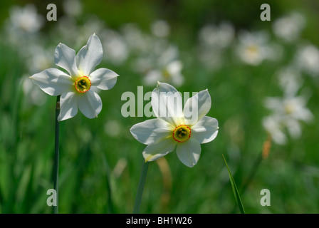 Narcisi su pascolo di Campo dei Fiori, Punta di Mezzo, Santa Maria del Monte, Sacromonte di Varese, Sito del Patrimonio Mondiale, Lom Foto Stock