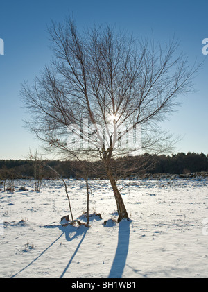 Argento betulla nella neve, TIDENHAM CHASE, GLOUCESTRESHIRE, England Regno Unito. Foto Stock