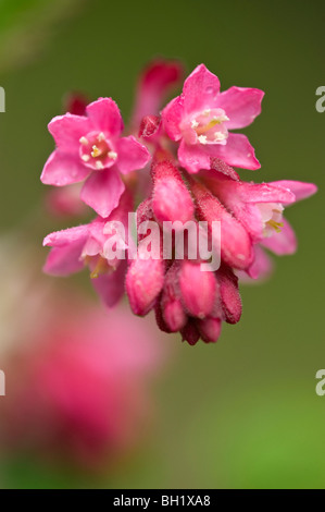 Ribes Red-Flowering (Ribes sanguineum) fiori, Nanaimo, BC, Canada Foto Stock