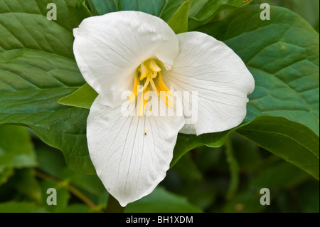 Western Trillium (T. ovatum), di Nanaimo, BC, Canada Foto Stock