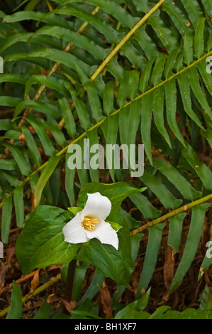 Western Trillium (T. ovatum) fiorire tra le fronde di spada, felce Nanaimo, BC, Canada Foto Stock