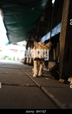 Cat holding rat nella sua bocca, Bangkok, Tailandia. Foto Stock