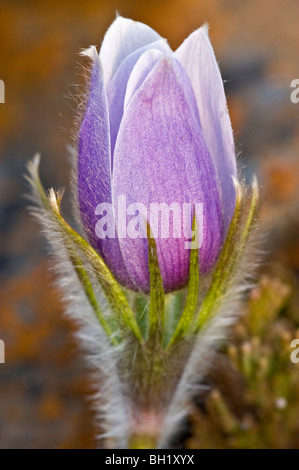 Prairie crocus (Anemone patens) che fiorisce in primavera, semi aride wet infiltrarsi., vicino a sette persone, Alberta, Canada Foto Stock