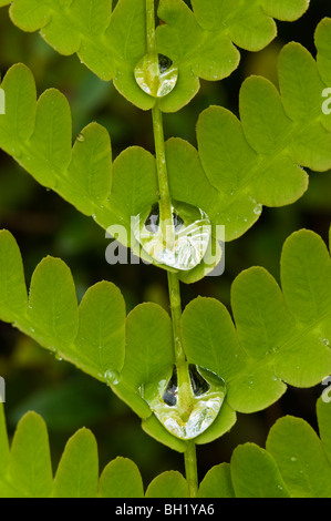 Interrotto (felce Osmunda claytoniana) Frond con gocce di pioggia, maggiore Sudbury, Ontario, Canada Foto Stock