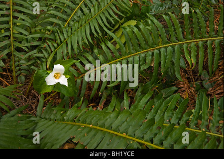 Western Trillium (T. ovatum) fiorire tra le fronde di spada, felce Nanaimo, BC, Canada Foto Stock