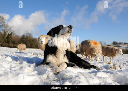 Border Collie cane di pecora e pecora nella neve Foto Stock