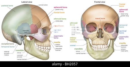 Cranio umano Foto Stock