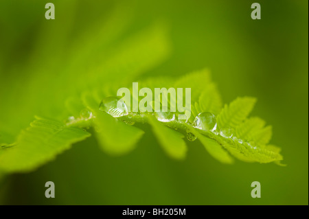 Interrotto (felce Osmunda claytoniana) Primavera frond con gocce di pioggia, maggiore Sudbury, Ontario, Canada Foto Stock