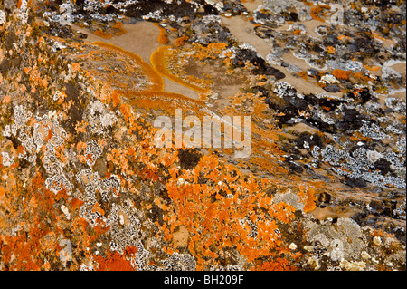 Lichene arancione colonia su concretezza di arenaria macigno faccia, vicino a sette persone, Alberta, Canada Foto Stock