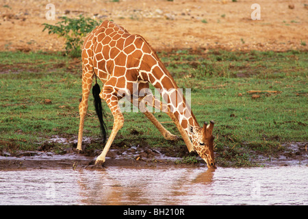 Giraffe reticolate (Giraffa camelopardalis) lungo la riva del fiume. Samburu Riserva nazionale del Kenya, Africa Foto Stock