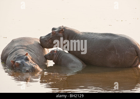 Gruppo di wild ippopotami in un fiume. La foto è stata scattata in del Botswana Chobe National Park. Foto Stock