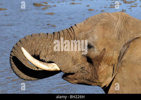 Elefante africano di bere in corrispondenza di un foro per l'acqua, Madikwe Game Reserve, Sud Africa Foto Stock