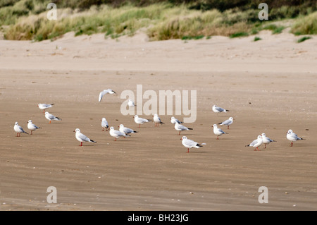 Flock of Seagulls sulla spiaggia a Pembrey Galles centrale Foto Stock