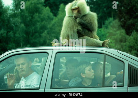 Un babbuino seduto sul tetto di una vettura, i passeggeri perplesso guardando fuori Foto Stock