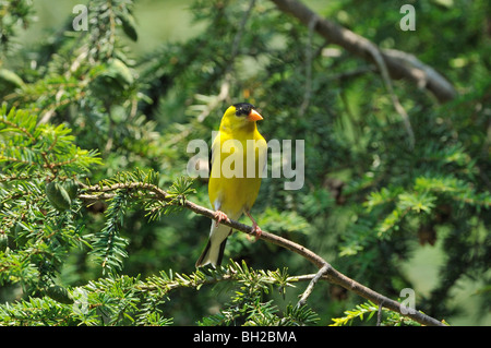 Un maschio di American Cardellino posatoi su un albero sempreverde branch Foto Stock