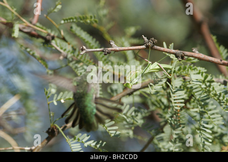 Anna's Hummingbird molesto mantide religiosa, un potenziale predatore sul colibrì. Foto Stock