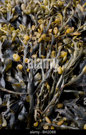 Annodato wrack alghe marine Foto Stock