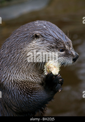 North American Otter Foto Stock