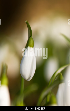 Snowdrop iniziando a fiore nel bosco di Painswick Giardino rococò in Cotswolds Foto Stock