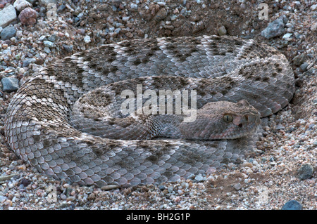 Un diamante occidentale-backed rattlesnake (crotalus atrox) avvolta nella sabbia al tramonto. Foto Stock