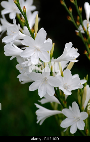 Arderne White Bugle Lily Watsonia spp perenne western cape Sud Africa Foto Stock