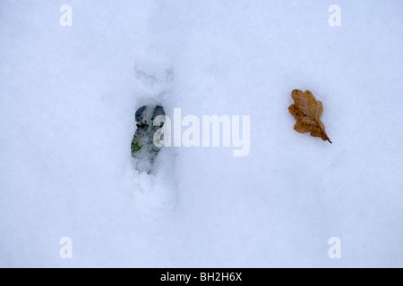 Muntjac Deer (Muntiacus reevesi). Ingombro con la neve. Foto Stock