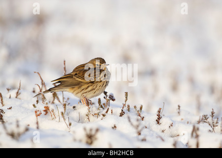 Meadow pipit (Anthus pratensis) permanente sulla neve in inverno Foto Stock