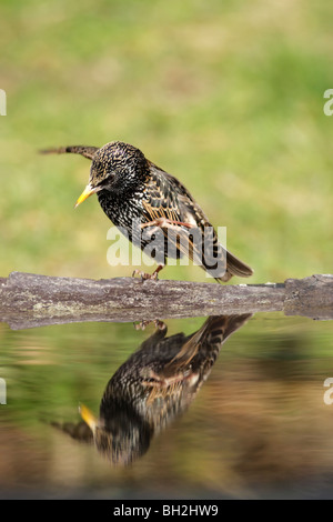 Starling (Sturnus vulgaris) femmina preening a bordo di un piccolo stagno che mostra macchie di colore rosa e la base del becco Foto Stock