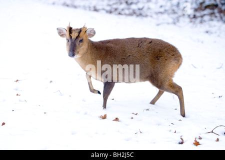 Muntjac Deer (Muntiacus reevesi). Maschio nella neve. Foto Stock