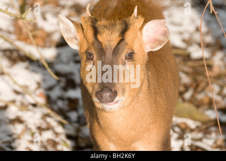 Muntjac Deer (Muntiacus reevesi). Maschio. Ritratto. Gennaio. In inverno la neve. Foto Stock