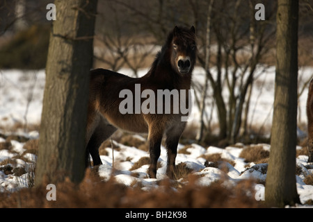 Exmoor pony nella neve su Skipworth comune natura riserva, Yorkshire, Regno Unito Foto Stock