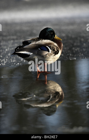 Il Germano Reale, Anas platyrhynchos anatra sul laghetto congelato Foto Stock