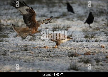 Comune poiana, Buteo buteo mangiare sulla terra come un aquilone rosso vola giù il Galles Centrale, UK. Foto Stock