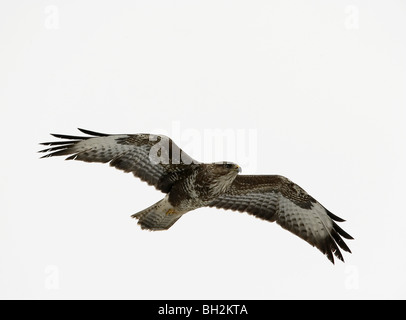 Comune poiana, Buteo buteo in volo Galles Centrale, UK. Foto Stock