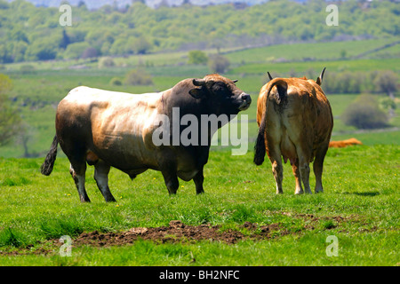 Accoppiamento di un AUBRAC vacca e BULL, la transumanza, alpeggi estivi, Aveyron (12), MIDI-PYRENEES, Francia Foto Stock