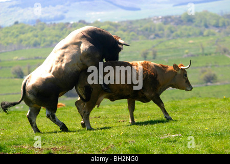 Accoppiamento di un AUBRAC vacca e BULL, la transumanza, alpeggi estivi, Aveyron (12), MIDI-PYRENEES, Francia Foto Stock