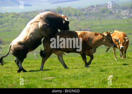 Accoppiamento di un AUBRAC vacca e BULL, la transumanza, alpeggi estivi, Aveyron (12), MIDI-PYRENEES, Francia Foto Stock