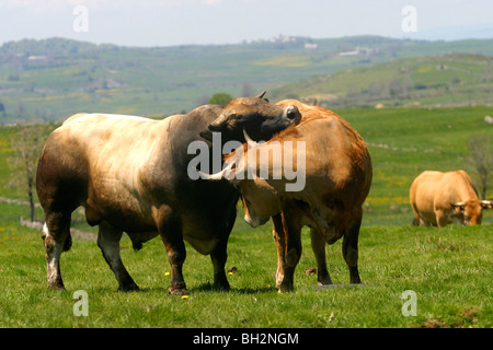 Accoppiamento di un AUBRAC vacca e BULL, la transumanza, alpeggi estivi, Aveyron (12), MIDI-PYRENEES, Francia Foto Stock