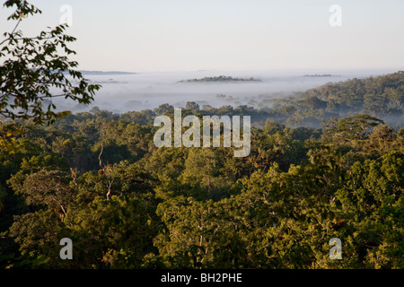 Tettoia della giungla e early morning mist. Foto Stock