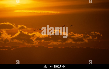 Maggiore fenicotteri Phoenicopterus ruber, volare al tramonto in Camargue, Francia. Strato-cumulus e cirrus nuvole sono presenti Foto Stock