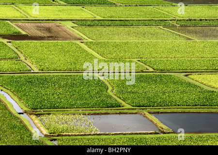 I campi di Taro nella valle di Hanalei Kauai HI Foto Stock