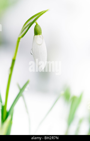 Snowdrop in the snow Foto Stock