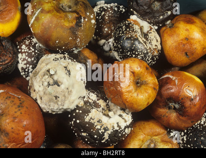 Marciume bruno (Sclerotinia fructigena) sviluppo con altre decomposizioni memorizzati frutto di Apple Foto Stock