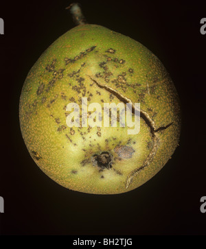 Pera ticchiolatura (Venturia pyrina) la formazione di macchie e screpolature sulla frutta pera Foto Stock