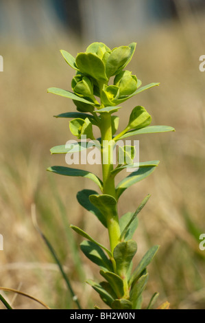 Portland, Euforbia euphorbia portlandica Foto Stock