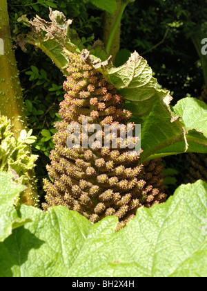 Giant-rabarbaro, gunnera tinctoria Foto Stock