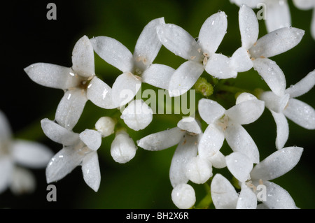Woodruff, Galium odoratum Foto Stock