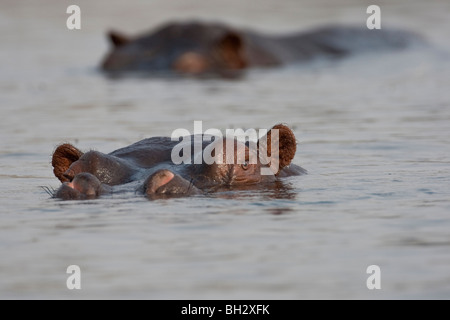 Gruppo di wild ippopotami in un fiume. La foto è stata scattata in del Botswana Chobe National Park. Foto Stock